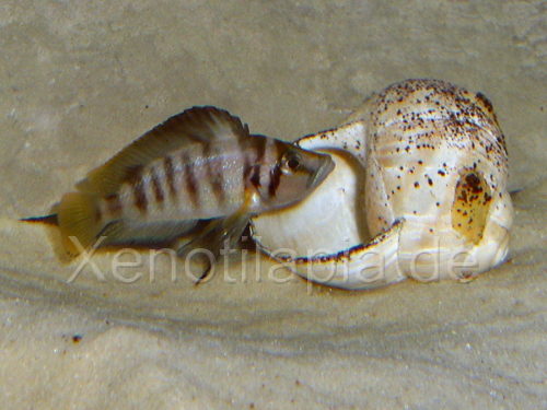 Altolamprologus spec Sumbu Shell