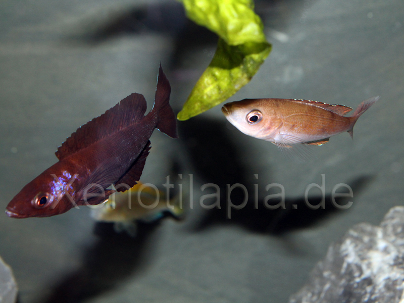 Cyprichromis microlepidotus Kiriza Black