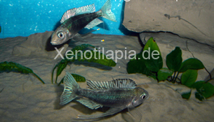 Ophthalmotilapia_ventralis01