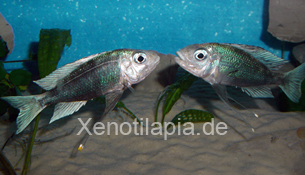 Ophthalmotilapia_ventralis02