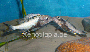 Ophthalmotilapia_ventralis03