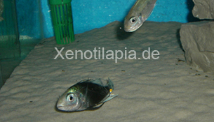 Ophthalmotilapia_ventralis04