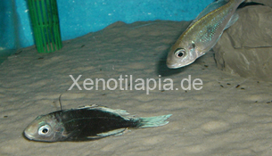 Ophthalmotilapia_ventralis05