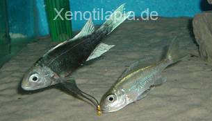 Ophthalmotilapia_ventralis07