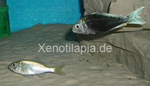 Ophthalmotilapia_ventralis08