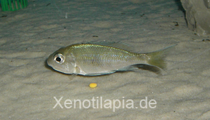 Ophthalmotilapia ventralis