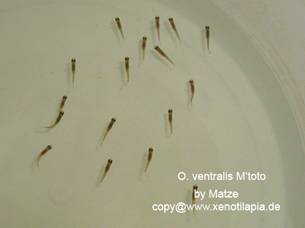 Ophthalmotilapia_ventralis11