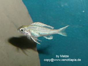 Ophthalmotilapia_ventralis12