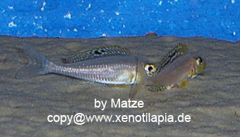 Xenotilapia papilio Sunflower Isanga