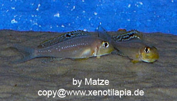 Xenotilapia papilio Sunflower Isanga