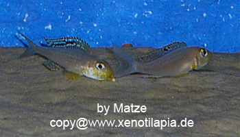 Xenotilapia papilio Sunflower Isanga