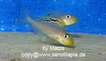 Xenotilapia papilio Sunflower Isanga