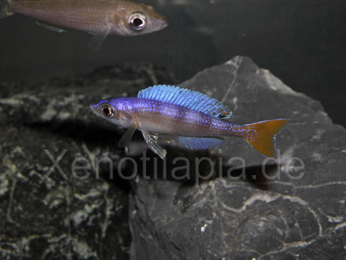 Cyprichromis leptosoma Utinta Red Tail