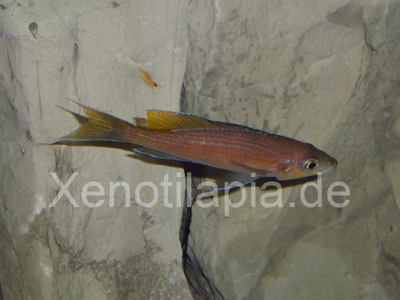 Paracyprichromis brieni Yellow Cheek Lusingu